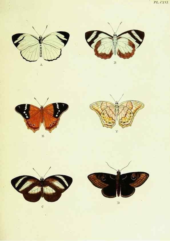 Reproducción/Reproduction 22620174921: De uitlandsche kapellen voorkomende in de drie waereld-deelen, Asia, Africa en America,. Amsteldam,Chez S. J. Baalde;1779-1782.