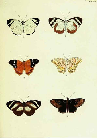 Reproducción/Reproduction 22620174921: De uitlandsche kapellen voorkomende in de drie waereld-deelen, Asia, Africa en America,. Amsteldam,Chez S. J. Baalde;1779-1782.