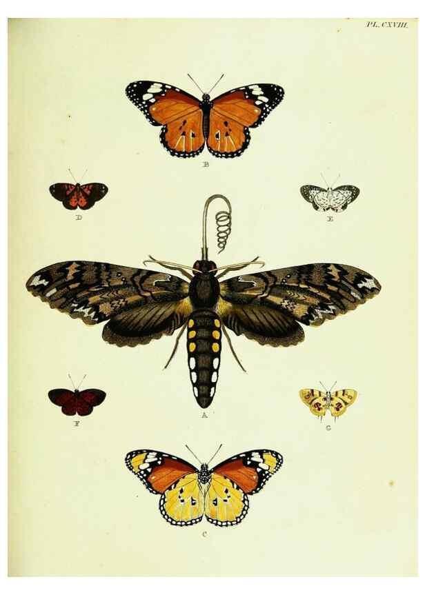Reproducción/Reproduction 22421036650: De uitlandsche kapellen voorkomende in de drie waereld-deelen, Asia, Africa en America,. Amsteldam,Chez S. J. Baalde;1779-1782.