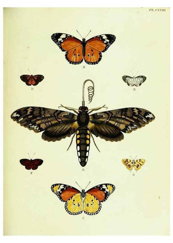 Reproducción/Reproduction 22421036650: De uitlandsche kapellen voorkomende in de drie waereld-deelen, Asia, Africa en America,. Amsteldam,Chez S. J. Baalde;1779-1782.