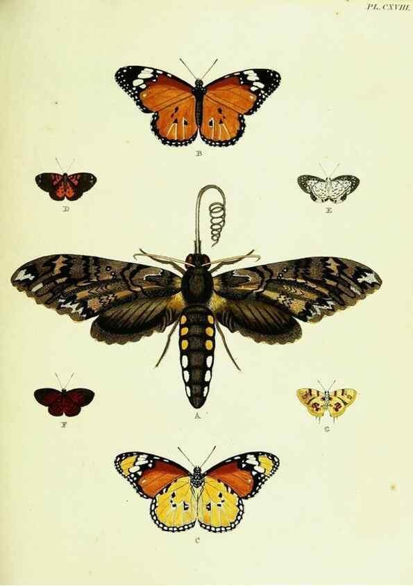 Reproducción/Reproduction 22421036650: De uitlandsche kapellen voorkomende in de drie waereld-deelen, Asia, Africa en America,. Amsteldam,Chez S. J. Baalde;1779-1782.