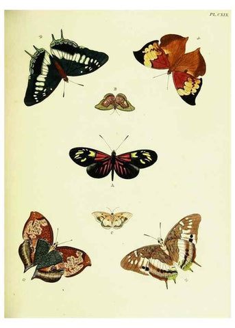 Reproducción/Reproduction 21986198554: De uitlandsche kapellen voorkomende in de drie waereld-deelen, Asia, Africa en America,. Amsteldam,Chez S. J. Baalde;1779-1782.