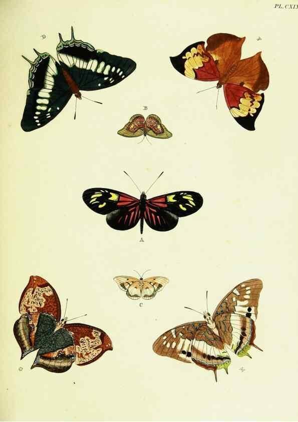 Reproducción/Reproduction 21986198554: De uitlandsche kapellen voorkomende in de drie waereld-deelen, Asia, Africa en America,. Amsteldam,Chez S. J. Baalde;1779-1782.