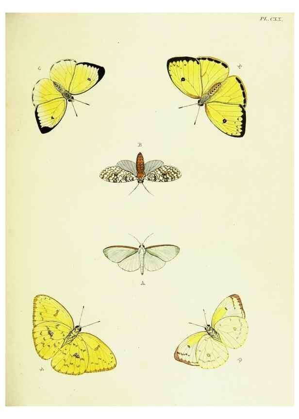 Reproducción/Reproduction 22608979385: De uitlandsche kapellen voorkomende in de drie waereld-deelen, Asia, Africa en America,. Amsteldam,Chez S. J. Baalde;1779-1782.