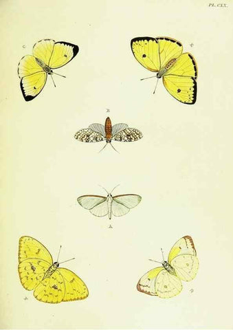 Reproducción/Reproduction 22608979385: De uitlandsche kapellen voorkomende in de drie waereld-deelen, Asia, Africa en America,. Amsteldam,Chez S. J. Baalde;1779-1782.