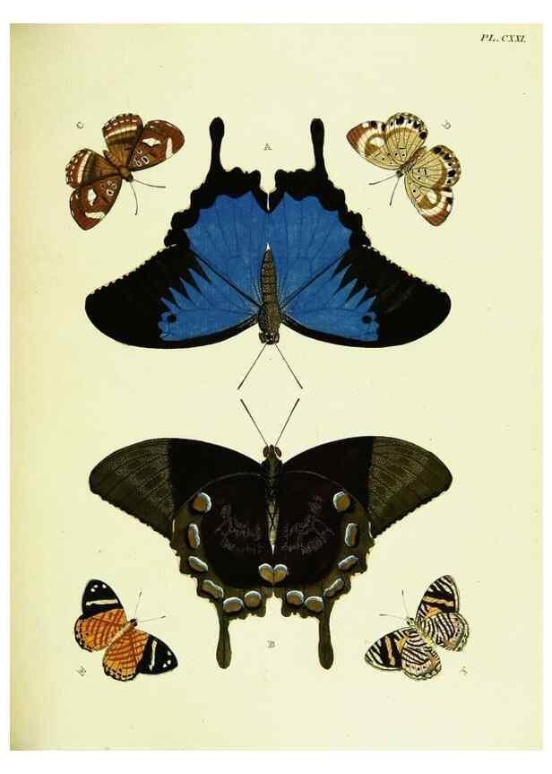 Reproducción/Reproduction 22582975226: De uitlandsche kapellen voorkomende in de drie waereld-deelen, Asia, Africa en America,. Amsteldam,Chez S. J. Baalde;1779-1782.
