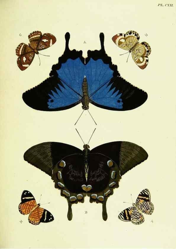 Reproducción/Reproduction 22582975226: De uitlandsche kapellen voorkomende in de drie waereld-deelen, Asia, Africa en America,. Amsteldam,Chez S. J. Baalde;1779-1782.