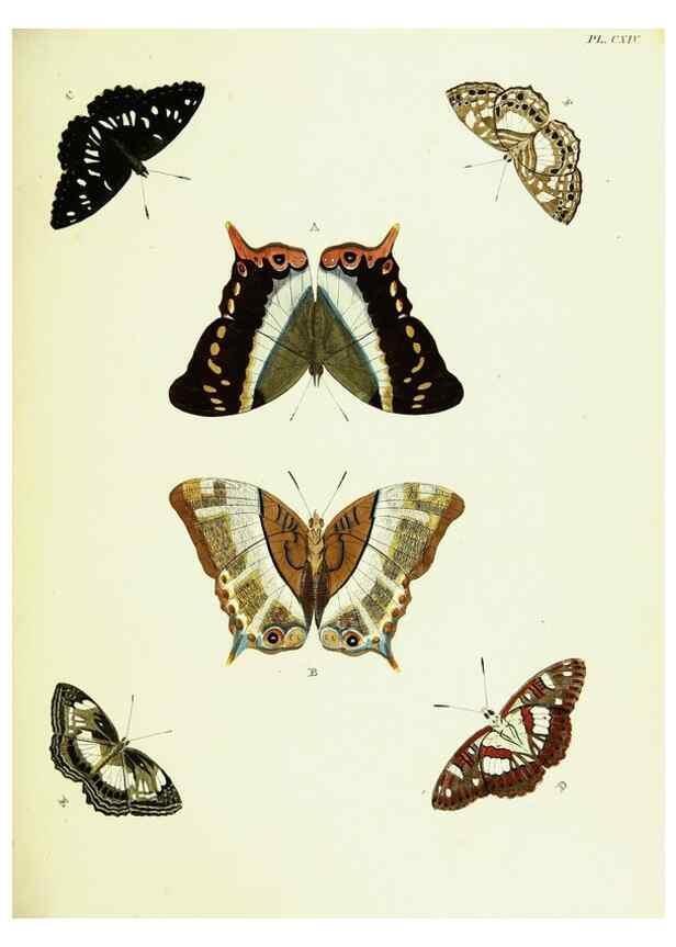 Reproducción/Reproduction 22608954635: De uitlandsche kapellen voorkomende in de drie waereld-deelen, Asia, Africa en America,. Amsteldam,Chez S. J. Baalde;1779-1782.