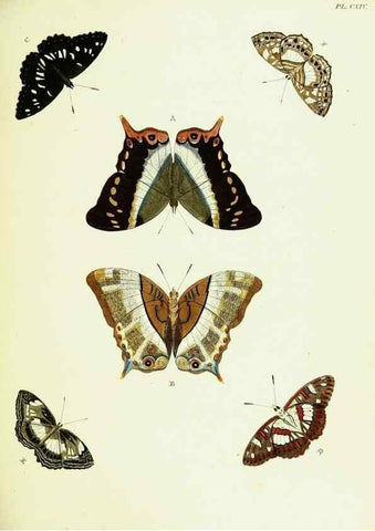 Reproducción/Reproduction 22608954635: De uitlandsche kapellen voorkomende in de drie waereld-deelen, Asia, Africa en America,. Amsteldam,Chez S. J. Baalde;1779-1782.