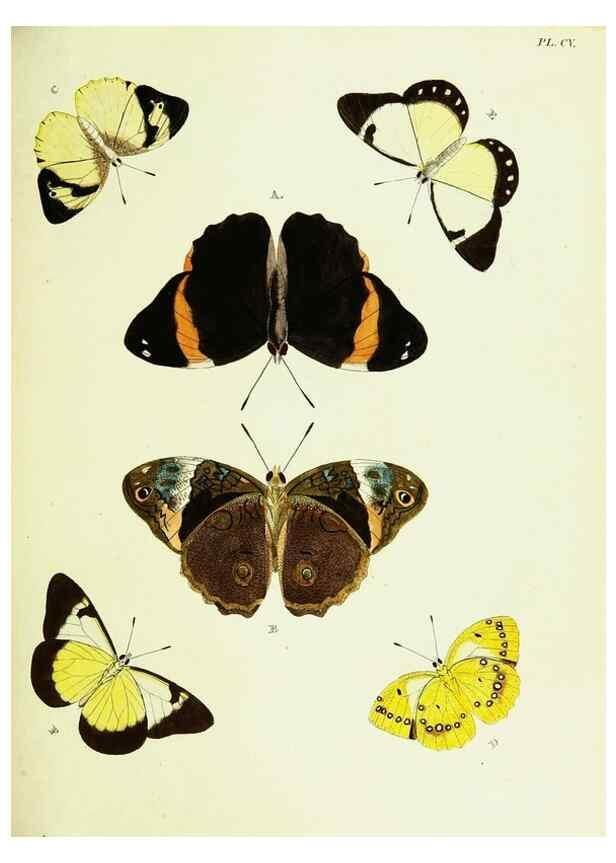 Reproducción/Reproduction 22595389412: De uitlandsche kapellen voorkomende in de drie waereld-deelen, Asia, Africa en America,. Amsteldam,Chez S. J. Baalde;1779-1782.