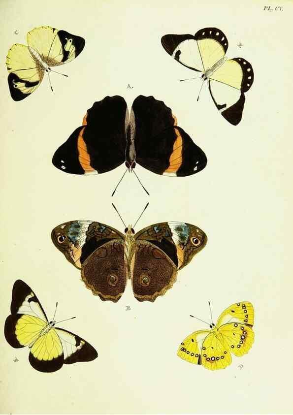 Reproducción/Reproduction 22595389412: De uitlandsche kapellen voorkomende in de drie waereld-deelen, Asia, Africa en America,. Amsteldam,Chez S. J. Baalde;1779-1782.