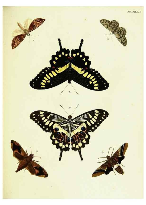 Reproducción/Reproduction 22421138230: De uitlandsche kapellen voorkomende in de drie waereld-deelen, Asia, Africa en America,. Amsteldam,Chez S. J. Baalde;1779-1782.