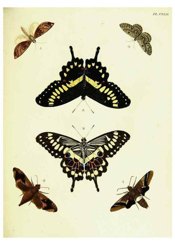 Reproducción/Reproduction 22421138230: De uitlandsche kapellen voorkomende in de drie waereld-deelen, Asia, Africa en America,. Amsteldam,Chez S. J. Baalde;1779-1782.