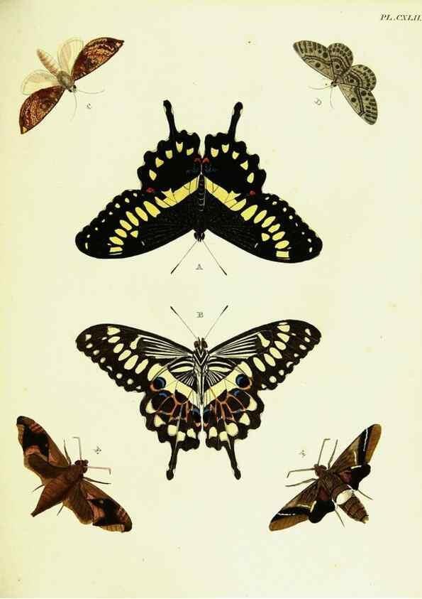 Reproducción/Reproduction 22421138230: De uitlandsche kapellen voorkomende in de drie waereld-deelen, Asia, Africa en America,. Amsteldam,Chez S. J. Baalde;1779-1782.