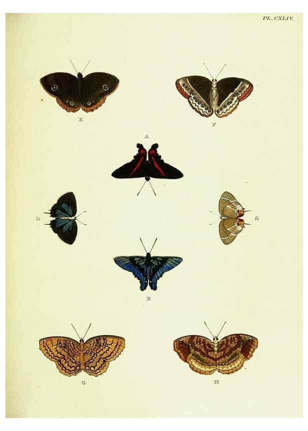 Reproducción/Reproduction 22595548052: De uitlandsche kapellen voorkomende in de drie waereld-deelen, Asia, Africa en America,. Amsteldam,Chez S. J. Baalde;1779-1782.