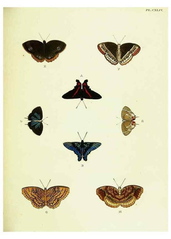 Reproducción/Reproduction 22595548052: De uitlandsche kapellen voorkomende in de drie waereld-deelen, Asia, Africa en America,. Amsteldam,Chez S. J. Baalde;1779-1782.