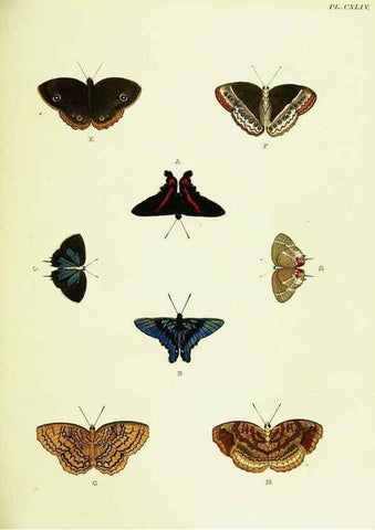 Reproducción/Reproduction 22595548052: De uitlandsche kapellen voorkomende in de drie waereld-deelen, Asia, Africa en America,. Amsteldam,Chez S. J. Baalde;1779-1782.