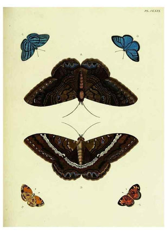 Reproducción/Reproduction 22620407591: De uitlandsche kapellen voorkomende in de drie waereld-deelen, Asia, Africa en America,. Amsteldam,Chez S. J. Baalde;1779-1782.