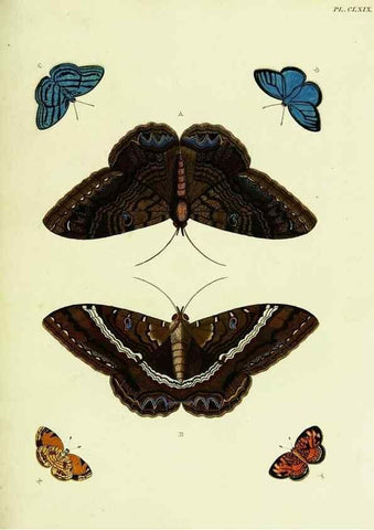 Reproducción/Reproduction 22620407591: De uitlandsche kapellen voorkomende in de drie waereld-deelen, Asia, Africa en America,. Amsteldam,Chez S. J. Baalde;1779-1782.