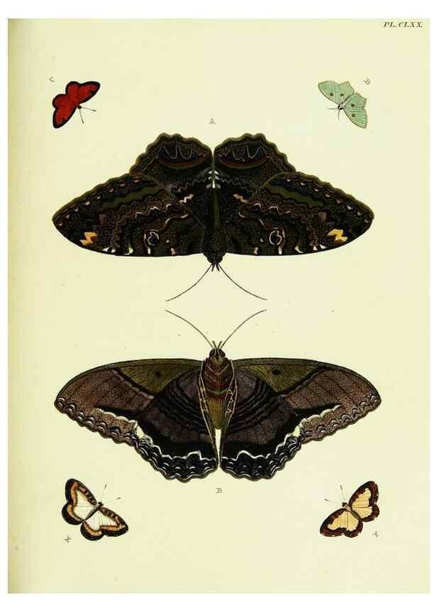 Reproducción/Reproduction 22583191396: De uitlandsche kapellen voorkomende in de drie waereld-deelen, Asia, Africa en America,. Amsteldam,Chez S. J. Baalde;1779-1782.
