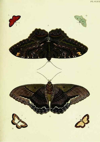 Reproducción/Reproduction 22583191396: De uitlandsche kapellen voorkomende in de drie waereld-deelen, Asia, Africa en America,. Amsteldam,Chez S. J. Baalde;1779-1782.