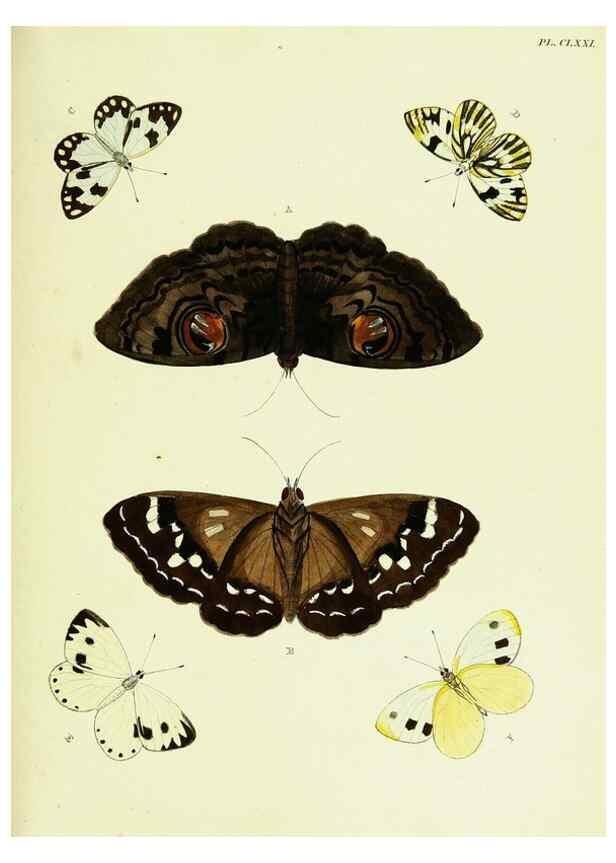 Reproducción/Reproduction 22609205215: De uitlandsche kapellen voorkomende in de drie waereld-deelen, Asia, Africa en America,. Amsteldam,Chez S. J. Baalde;1779-1782.