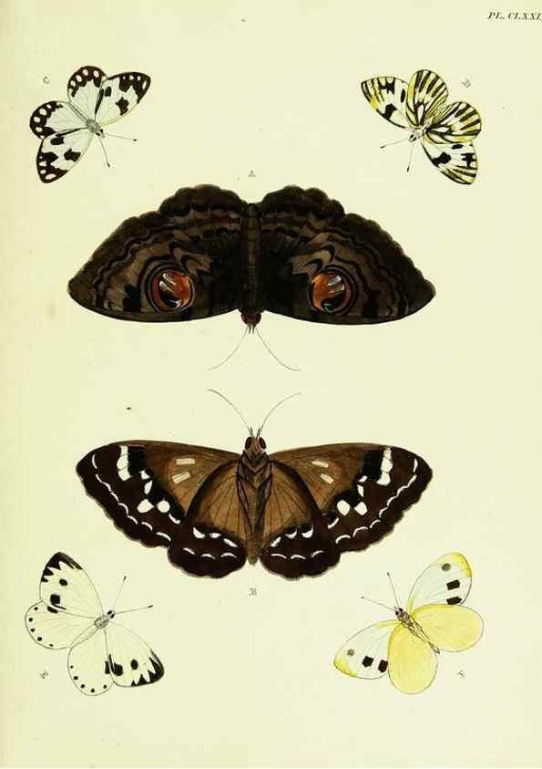 Reproducción/Reproduction 22609205215: De uitlandsche kapellen voorkomende in de drie waereld-deelen, Asia, Africa en America,. Amsteldam,Chez S. J. Baalde;1779-1782.