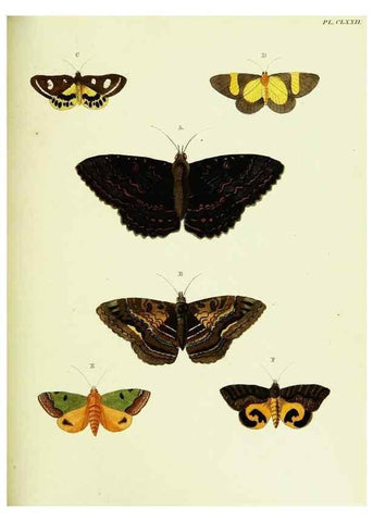 Reproducción/Reproduction 22620422971: De uitlandsche kapellen voorkomende in de drie waereld-deelen, Asia, Africa en America,. Amsteldam,Chez S. J. Baalde;1779-1782.