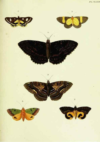 Reproducción/Reproduction 22620422971: De uitlandsche kapellen voorkomende in de drie waereld-deelen, Asia, Africa en America,. Amsteldam,Chez S. J. Baalde;1779-1782.