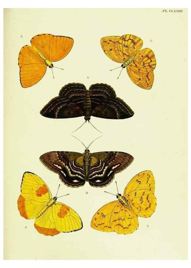Reproducción/Reproduction 22583205146: De uitlandsche kapellen voorkomende in de drie waereld-deelen, Asia, Africa en America,. Amsteldam,Chez S. J. Baalde;1779-1782.