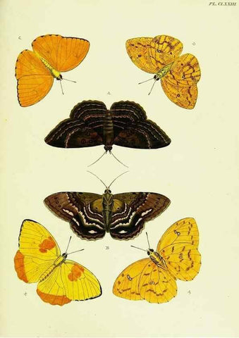 Reproducción/Reproduction 22583205146: De uitlandsche kapellen voorkomende in de drie waereld-deelen, Asia, Africa en America,. Amsteldam,Chez S. J. Baalde;1779-1782.