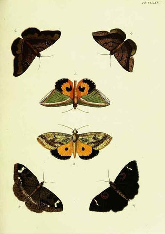 Reproducción/Reproduction 21988053523: De uitlandsche kapellen voorkomende in de drie waereld-deelen, Asia, Africa en America,. Amsteldam,Chez S. J. Baalde;1779-1782.