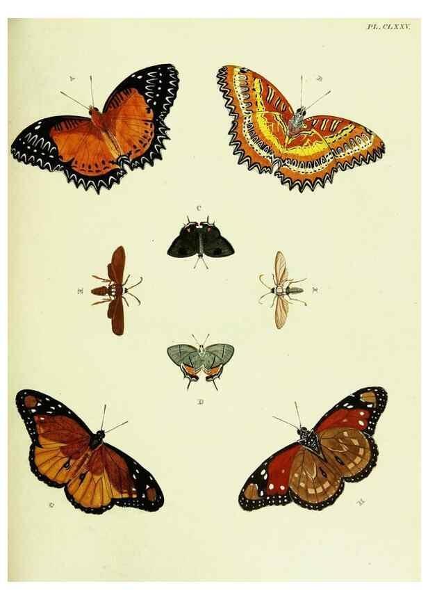 Reproducción/Reproduction 22620435701: De uitlandsche kapellen voorkomende in de drie waereld-deelen, Asia, Africa en America,. Amsteldam,Chez S. J. Baalde;1779-1782.