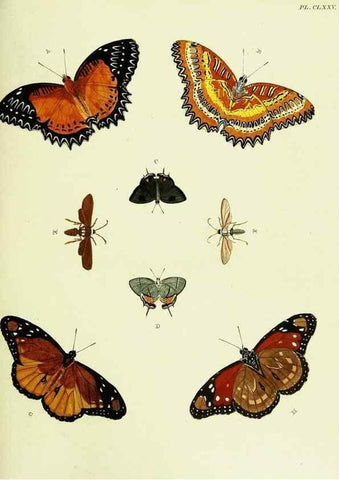 Reproducción/Reproduction 22620435701: De uitlandsche kapellen voorkomende in de drie waereld-deelen, Asia, Africa en America,. Amsteldam,Chez S. J. Baalde;1779-1782.