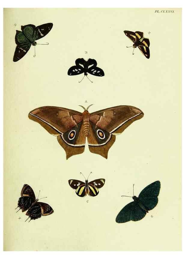 Reproducción/Reproduction 22620439671: De uitlandsche kapellen voorkomende in de drie waereld-deelen, Asia, Africa en America,. Amsteldam,Chez S. J. Baalde;1779-1782.