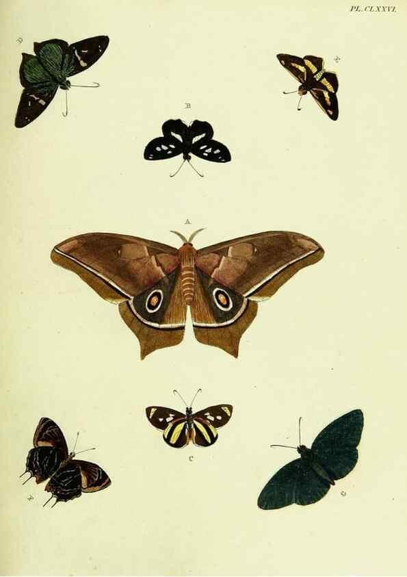 Reproducción/Reproduction 22620439671: De uitlandsche kapellen voorkomende in de drie waereld-deelen, Asia, Africa en America,. Amsteldam,Chez S. J. Baalde;1779-1782.