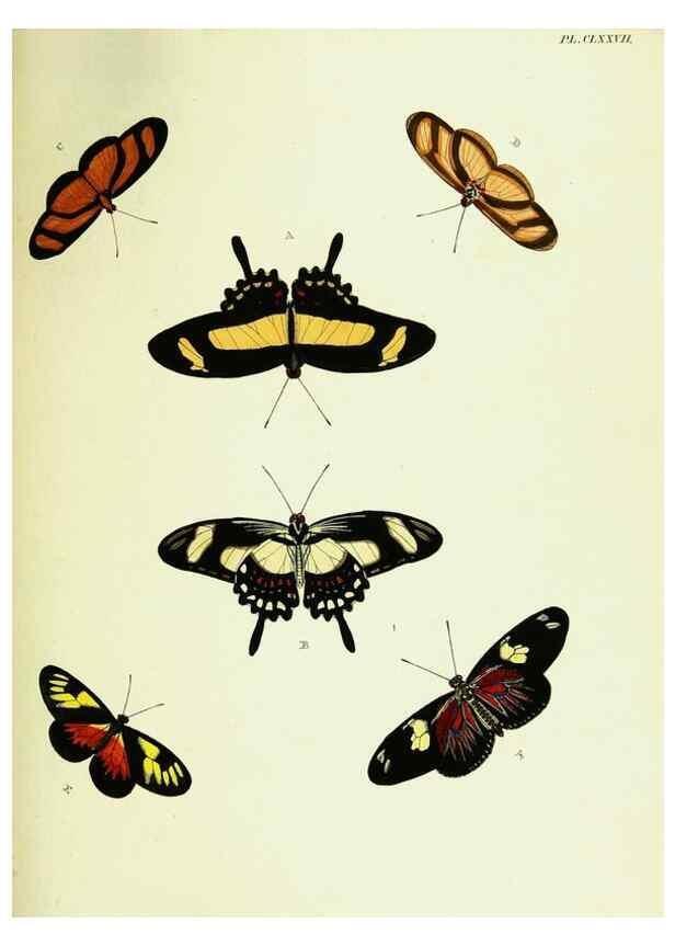 Reproducción/Reproduction 22609230005: De uitlandsche kapellen voorkomende in de drie waereld-deelen, Asia, Africa en America,. Amsteldam,Chez S. J. Baalde;1779-1782.