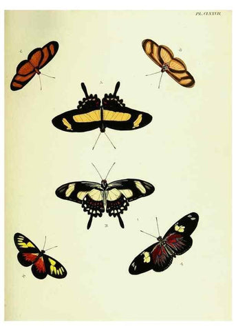 Reproducción/Reproduction 22609230005: De uitlandsche kapellen voorkomende in de drie waereld-deelen, Asia, Africa en America,. Amsteldam,Chez S. J. Baalde;1779-1782.