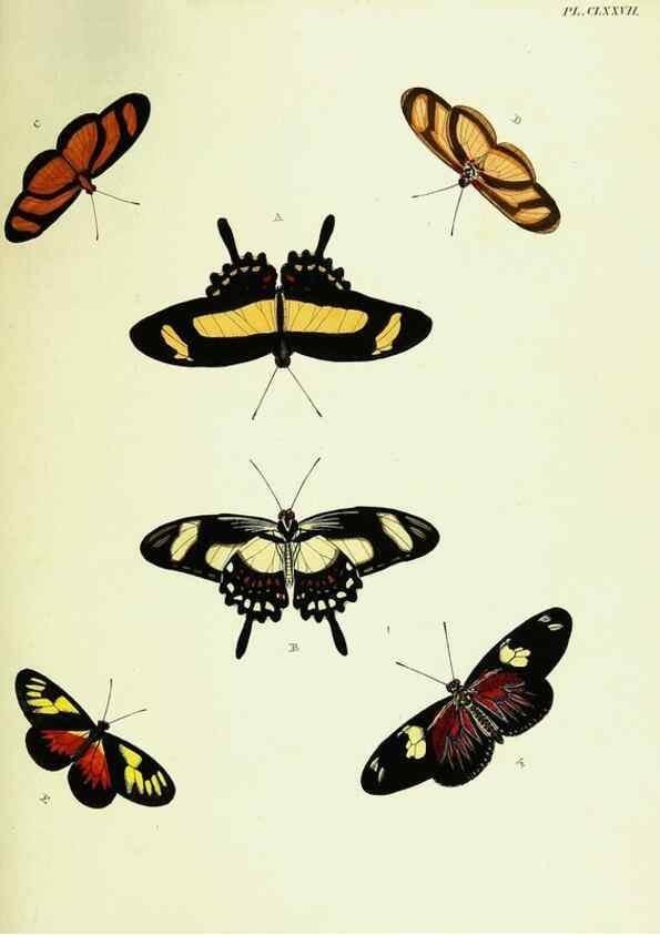 Reproducción/Reproduction 22609230005: De uitlandsche kapellen voorkomende in de drie waereld-deelen, Asia, Africa en America,. Amsteldam,Chez S. J. Baalde;1779-1782.