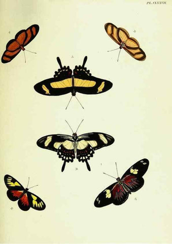 Reproducción/Reproduction 22609230005: De uitlandsche kapellen voorkomende in de drie waereld-deelen, Asia, Africa en America,. Amsteldam,Chez S. J. Baalde;1779-1782.