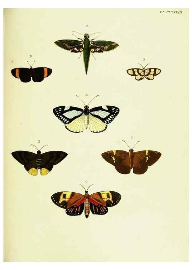 Reproducción/Reproduction 22609234025: De uitlandsche kapellen voorkomende in de drie waereld-deelen, Asia, Africa en America,. Amsteldam,Chez S. J. Baalde;1779-1782.