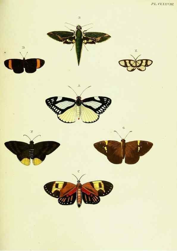 Reproducción/Reproduction 22609234025: De uitlandsche kapellen voorkomende in de drie waereld-deelen, Asia, Africa en America,. Amsteldam,Chez S. J. Baalde;1779-1782.