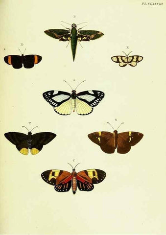Reproducción/Reproduction 22609234025: De uitlandsche kapellen voorkomende in de drie waereld-deelen, Asia, Africa en America,. Amsteldam,Chez S. J. Baalde;1779-1782.