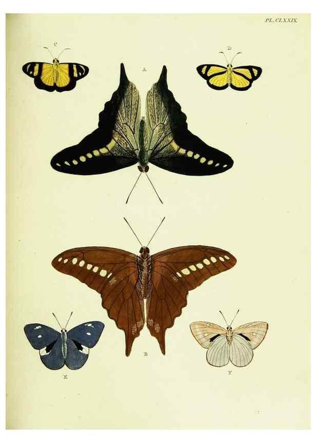 Reproducción/Reproduction 22620450631: De uitlandsche kapellen voorkomende in de drie waereld-deelen, Asia, Africa en America,. Amsteldam,Chez S. J. Baalde;1779-1782.
