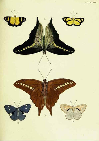 Reproducción/Reproduction 22620450631: De uitlandsche kapellen voorkomende in de drie waereld-deelen, Asia, Africa en America,. Amsteldam,Chez S. J. Baalde;1779-1782.