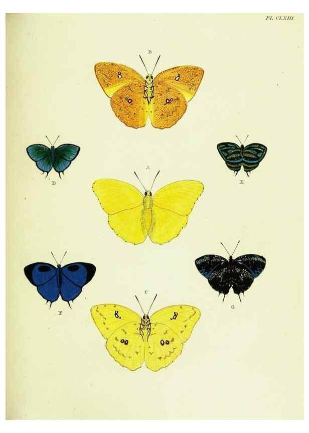 Reproducción/Reproduction 22620376221: De uitlandsche kapellen voorkomende in de drie waereld-deelen, Asia, Africa en America,. Amsteldam,Chez S. J. Baalde;1779-1782.