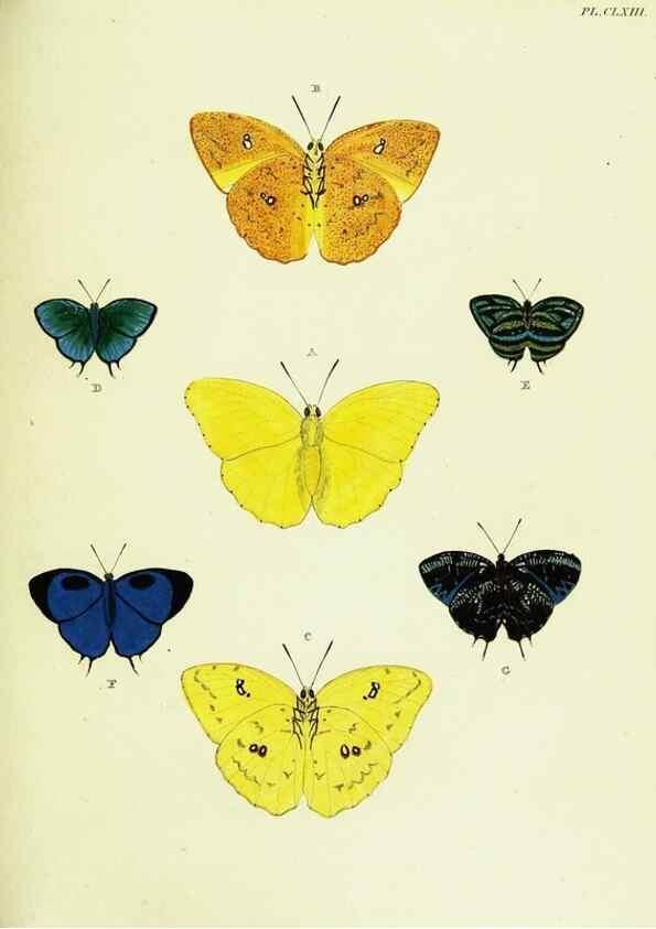 Reproducción/Reproduction 22620376221: De uitlandsche kapellen voorkomende in de drie waereld-deelen, Asia, Africa en America,. Amsteldam,Chez S. J. Baalde;1779-1782.