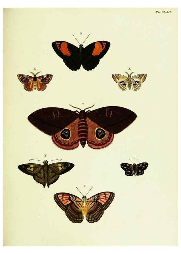 Reproducción/Reproduction 22583150156: De uitlandsche kapellen voorkomende in de drie waereld-deelen, Asia, Africa en America,. Amsteldam,Chez S. J. Baalde;1779-1782.