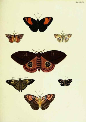 Reproducción/Reproduction 22583150156: De uitlandsche kapellen voorkomende in de drie waereld-deelen, Asia, Africa en America,. Amsteldam,Chez S. J. Baalde;1779-1782.