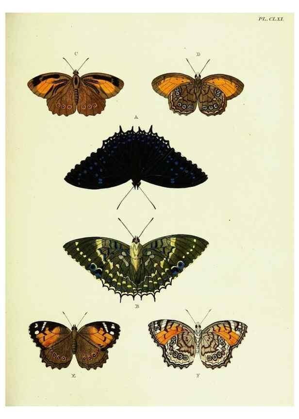 Reproducción/Reproduction 21987991933: De uitlandsche kapellen voorkomende in de drie waereld-deelen, Asia, Africa en America,. Amsteldam,Chez S. J. Baalde;1779-1782.